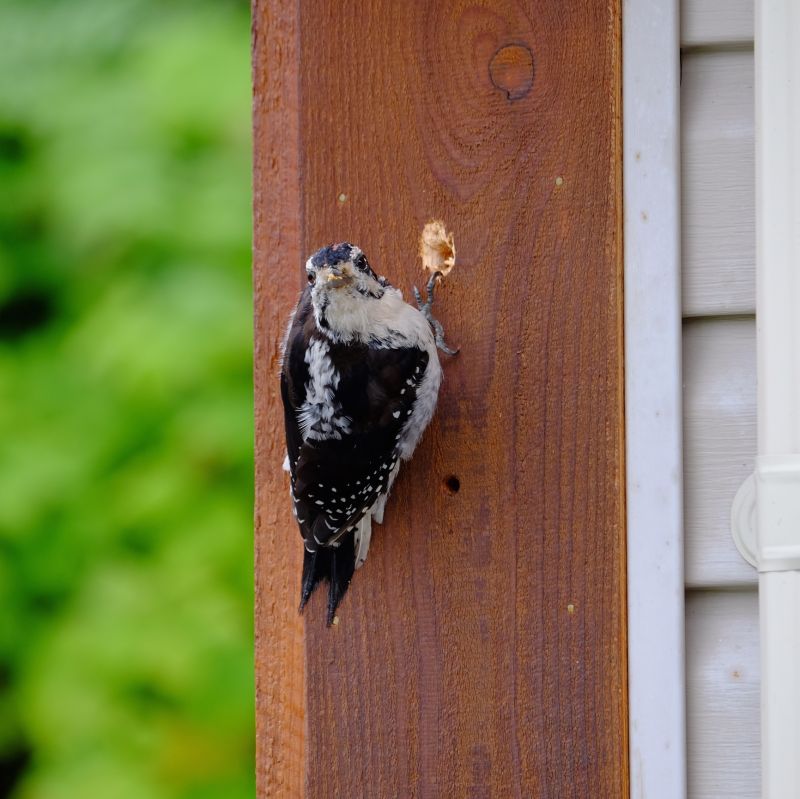 Woodpecker Siding Repair Cost — Cost of Woodpecker Siding Repair